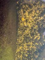 Ghost koi wilde koi karper, Dieren en Toebehoren, Vissen | Vijvervissen, Karper of Koi