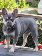 Lieve franse bulldog pup zoekt een nieuw huis, Rabiës (hondsdolheid), Reu, 1 tot 2 jaar, Bulldog