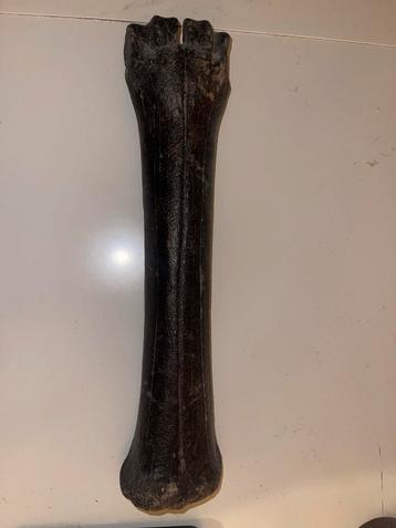 Prehistorisch Paard Bot - Noordzee Vondst beschikbaar voor biedingen