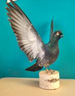 Een prachtige opgezette duif met verspreide vleugels!, Verzamelen, Dierenverzamelingen, Ophalen of Verzenden, Nieuw, Vogel, Opgezet dier