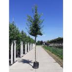 Quercus palustris - Moeraseik - boom, Tuin en Terras, Bloeit niet, Halfschaduw, Overige soorten, 100 tot 250 cm