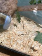 Indische wandelende tak nimf/ nimfjes, Dieren en Toebehoren, Insecten en Spinnen, Wandelende tak