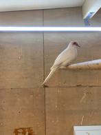 een koppel witte diamant duiven 2025, Dieren en Toebehoren, Vogels | Kanaries, Meerdere dieren, Kleurkanarie