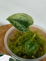 Scindapsus Mayari Variegata #2, Huis en Inrichting, Kamerplanten, Ophalen of Verzenden, Halfschaduw, Minder dan 100 cm