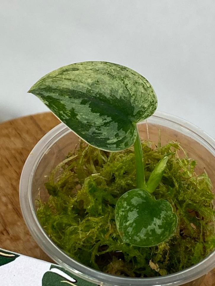 Scindapsus Mayari Variegata #2, Huis en Inrichting, Kamerplanten, Minder dan 100 cm, Halfschaduw, Ophalen of Verzenden