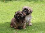 Prachtige boomer pups te koop, Dieren en Toebehoren, Nederland, Overige rassen, CDV (hondenziekte), 8 tot 15 weken