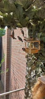 1 bewezen koppel Rijstvogels en 4 jonge, Dieren en Toebehoren, Ophalen, Nieuw, Kooi-accessoires