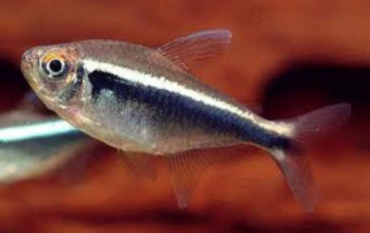 Zwarte Neon - Leuke scholenvis voor het tropisch aquarium, Dieren en Toebehoren, Vissen | Aquariumvissen, Zoetwatervis, Vis