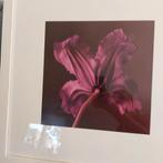 Afbeelding paarse bloem, Antiek en Kunst, Kunst | Tekeningen en Foto's, Ophalen