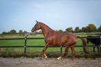 Talentvolle 6-jr werkwillige merrie | dressuurpaard | BWP, Dieren en Toebehoren, Paarden, Merrie, B, Gechipt, Dressuurpaard