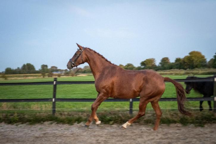Talentvolle 6-jr werkwillige merrie | dressuurpaard | BWP, Dieren en Toebehoren, Paarden, Merrie, B, 160 tot 165 cm, 3 tot 6 jaar