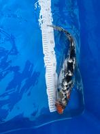 Koi karper showa, Dieren en Toebehoren, Karper of Koi