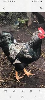 Barnevelder Haan  ( Zilver Zwart ), Dieren en Toebehoren, Pluimvee, Mannelijk, Kip