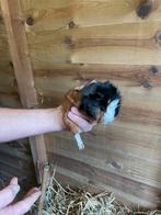 Cavia beertje, Dieren en Toebehoren, Knaagdieren, Oktober, Mannelijk, Cavia