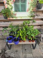 Tomaat paprika en ananaskers plantjes, Ophalen, Volle zon, Groenteplanten, Eenjarig