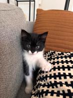 Kitten huis poes, Dieren en Toebehoren, Geslacht onbekend, Kortharig, 0 tot 2 jaar