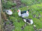 4 tamme Muskuseenden te koop, Meerdere dieren, Eend