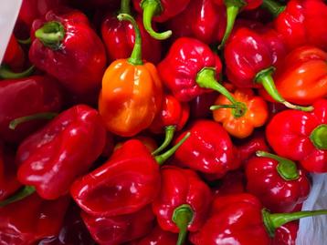 Versgeplukte Habanero pepers beschikbaar voor biedingen