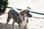 Sirius knuffelkont reutje 4 maanden, Dieren en Toebehoren, Honden | Niet-rashonden, Particulier, Rabiës (hondsdolheid), 15 weken tot 1 jaar