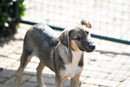 Sirius knuffelkont reutje 4 maanden, Dieren en Toebehoren, Honden | Niet-rashonden, Middel, Reu, Particulier, Eén hond, Buitenland