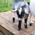 Dwerggeiten mini bokjes te koop. Tamme dieren!!, Dieren en Toebehoren, Mannelijk, 0 tot 2 jaar, Geit