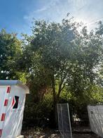 Gratis Appelboom, Ophalen, Lente, Overige soorten, 100 tot 250 cm