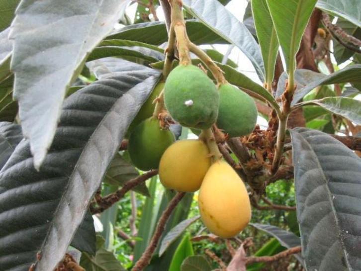 FRUIT Eriobotrya japonica Japanse mispel eetbaar voedseltuin, Tuin en Terras, Planten | Tuinplanten, Vaste plant, Fruitplanten