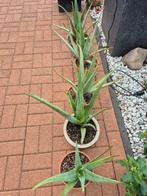 Aloe vera plant in pot, Ophalen of Verzenden, Vaste plant, Overige soorten, Volle zon