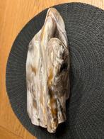 Prachtig stuk versteend hout, Ophalen, Fossiel