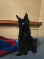 Maine coon kitten 2 poesjes / shaded lijn,, Dieren en Toebehoren, Katten en Kittens | Raskatten | Langhaar, Kater, Ontwormd