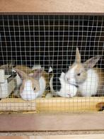 Jonge hollander konijntjes te koop!, Dieren en Toebehoren, Konijnen, Meerdere dieren, Middelgroot, 0 tot 2 jaar