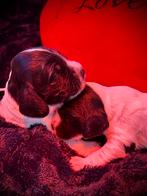 Engelse Cockerspaniel pup (reutje), Reu, 8 tot 15 weken, CDV (hondenziekte), Meerdere