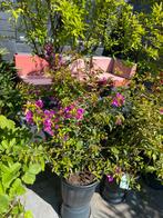 Aangeboden 5 bougainvillea’s geleid op rek in pot!, Volle zon, Vaste plant, Zomer, Ophalen