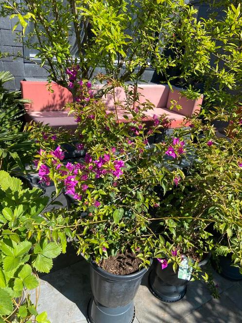 Aangeboden 5 bougainvillea’s geleid op rek in pot!, Tuin en Terras, Planten | Tuinplanten, Vaste plant, Overige soorten, Volle zon