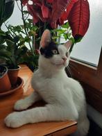 Jarela, Edgar, gered uit een greppel, 12-2-2025, Dieren en Toebehoren, Katten en Kittens | Overige Katten, Kater, Kortharig, 0 tot 2 jaar