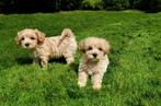 Mooie kleinblijvende Maltipoo pups te koop, Dieren en Toebehoren, Honden | Chihuahua's en Gezelschapshonden, Nederland, Overige rassen
