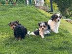 Biewer York pupjes, Dieren en Toebehoren, Yorkshire Terriër, België, CDV (hondenziekte), 8 tot 15 weken