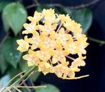 Hoya kho reses sunda gewortelde bladstek, Huis en Inrichting, Kamerplanten, Overige soorten, Minder dan 100 cm, Bloeiende kamerplant