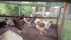 Jonge wyandotte krielkippen, Meerdere dieren, Kip