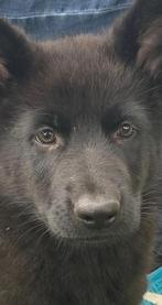 Oud Duitse herder/Saarloos pup te koop, Reu, 8 tot 15 weken, Eén hond, Herder