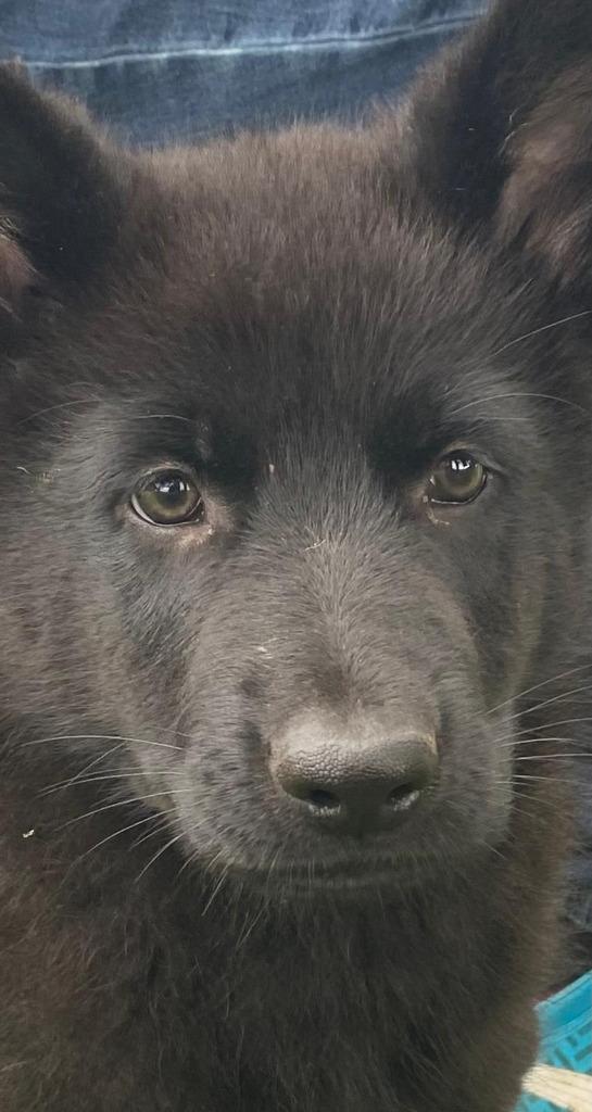 Oud Duitse herder/Saarloos pup te koop, Dieren en Toebehoren, Honden | Herdershonden en Veedrijvers, Reu, Herder, Particulier