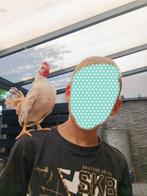 Serama haantje ,super lief, Vrouwelijk, Tropenvogel