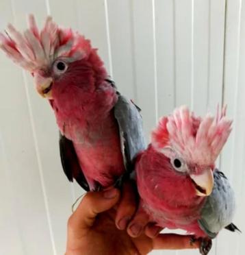 Baby rose kaketoes | Zelfstandige vogels | Snel tam ! | beschikbaar voor biedingen
