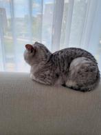 Brits korthaar, Dieren en Toebehoren, Katten en Kittens | Overige Katten, Poes