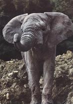 Afrikaanse Olifant., Verzamelen, Ansichtkaarten | Nederland, Verzenden, 1960 tot 1980, Gelopen
