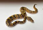 1.0 ghost 100% het clown ball python, Dieren en Toebehoren, Reptielen en Amfibieën, Slang