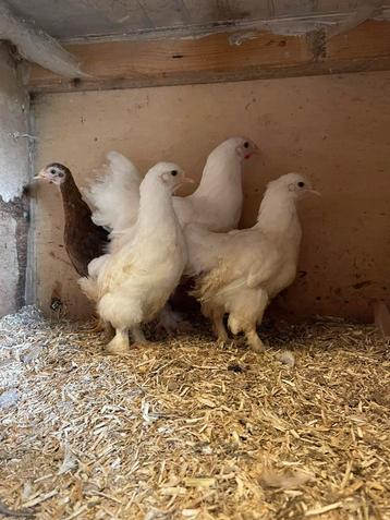 1 trio witte brahma kriel van 14 weken oud beschikbaar voor biedingen