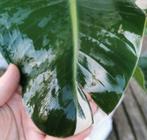 Strelitzia nicolai variegata wit zeldzaam, Huis en Inrichting, Kamerplanten, Overige soorten, 100 tot 150 cm, Volle zon, Ophalen