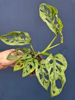 Monstera Obliqua Leichtlinii Mint p12