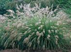Siergras Lampenpoetsergras - Pennisetum, Tuin en Terras, Volle zon, Vaste plant, Siergrassen, Ophalen of Verzenden